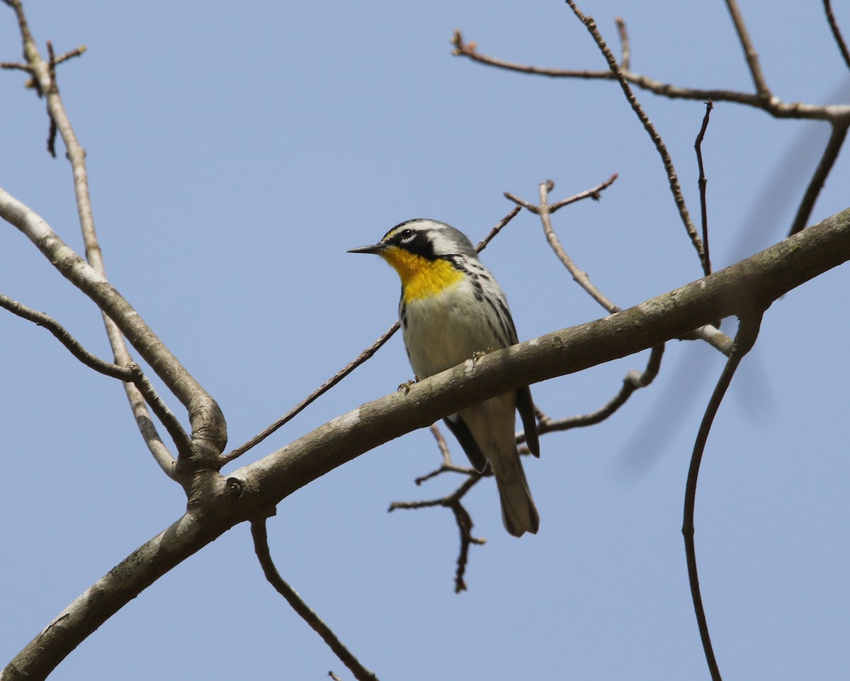 Yellow-throated Warbler - ML553117421