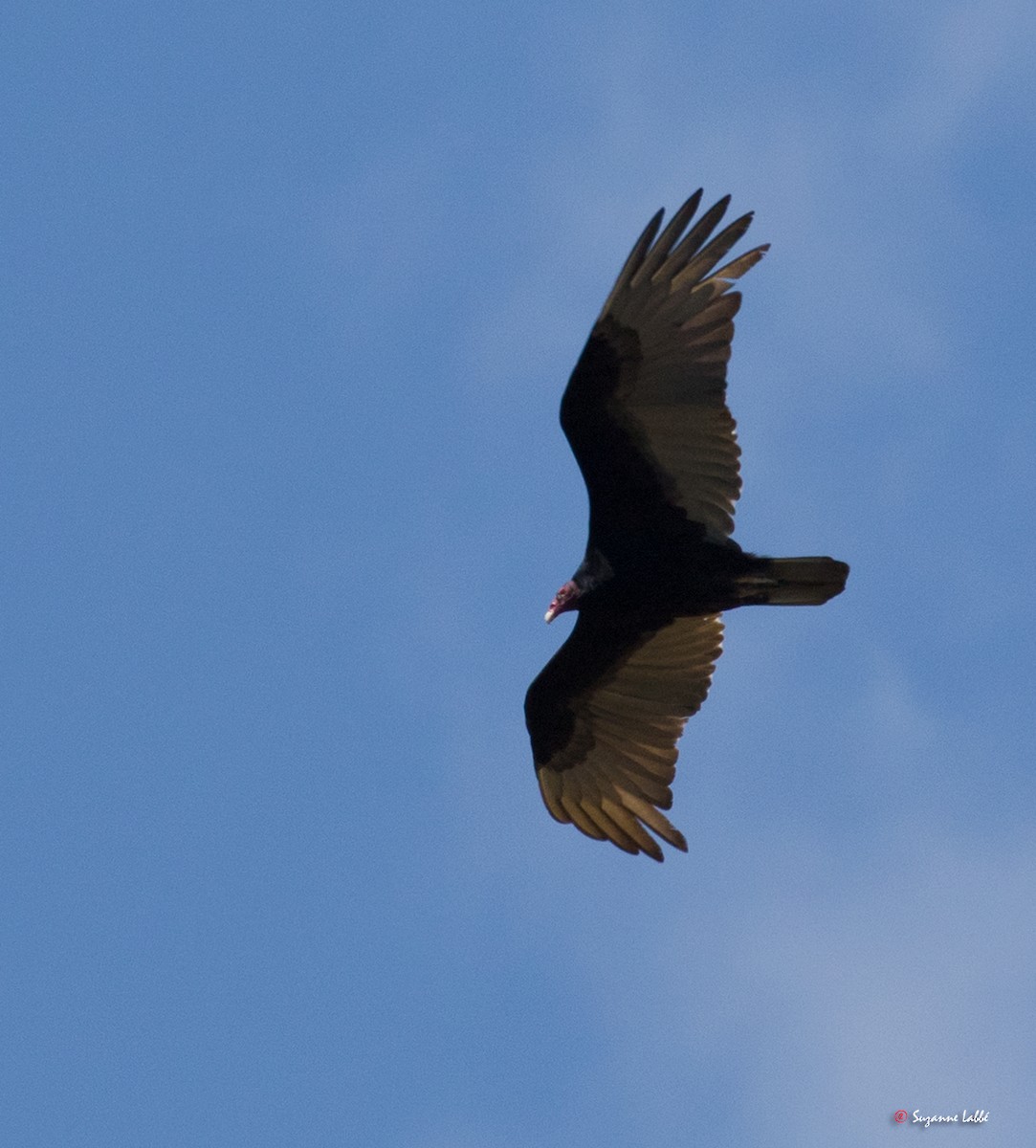 Turkey Vulture - ML55311971