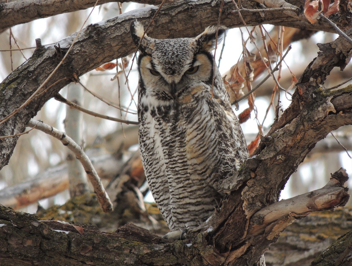 Great Horned Owl - ML553119931