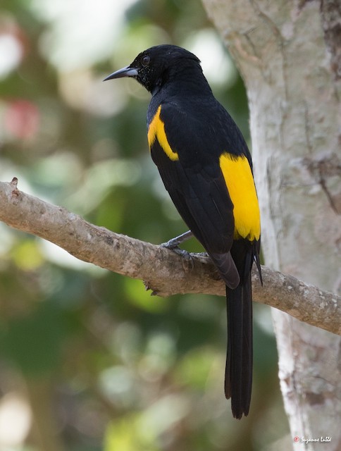 Black-vented Oriole  Audubon Field Guide