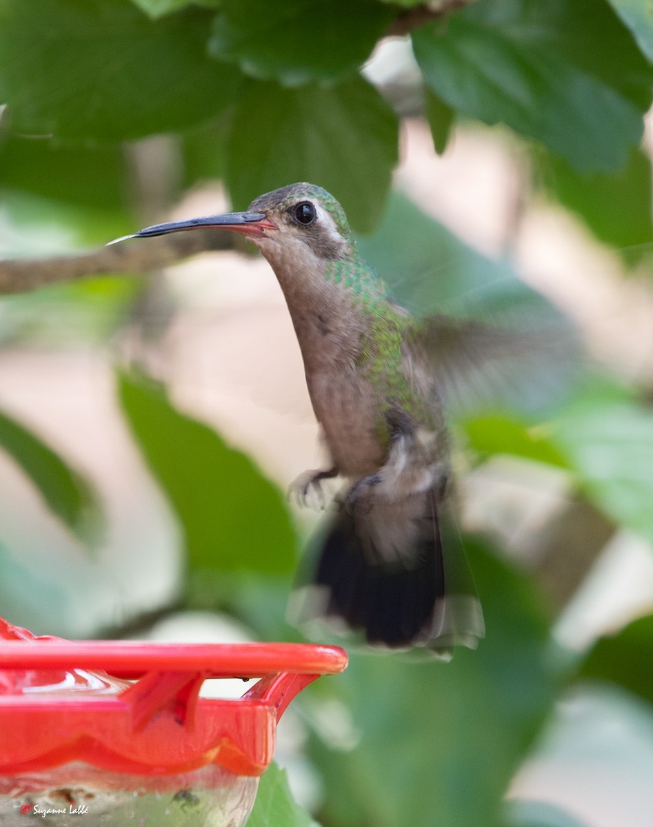 Broad-billed Hummingbird - Suzanne Labbé