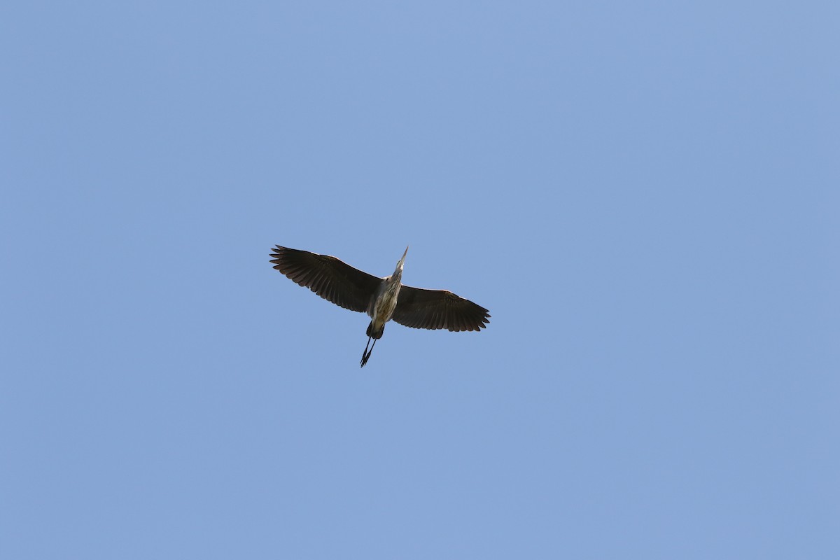 Great Blue Heron - ML553120621