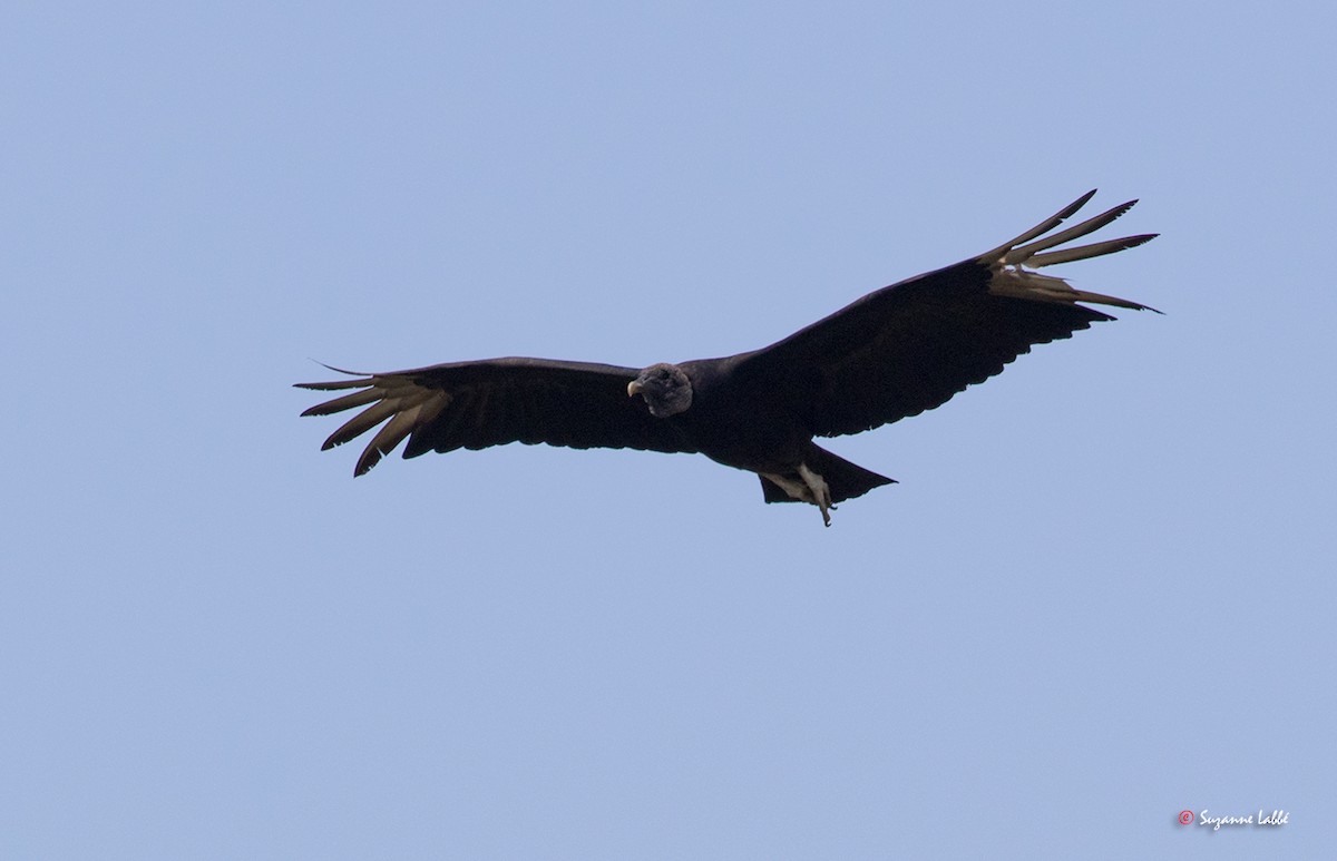 Black Vulture - ML55312101