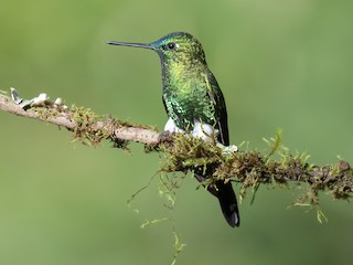  - Sapphire-vented Puffleg