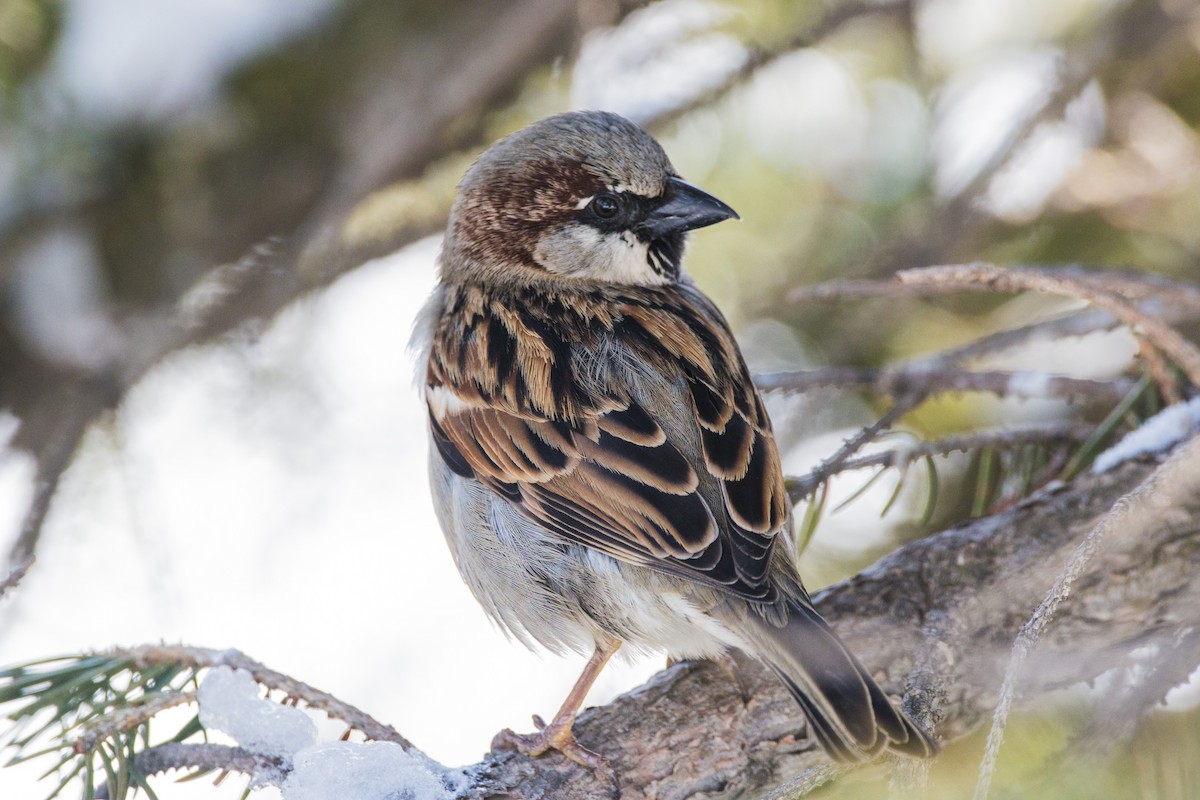 House Sparrow - Andrew whitham