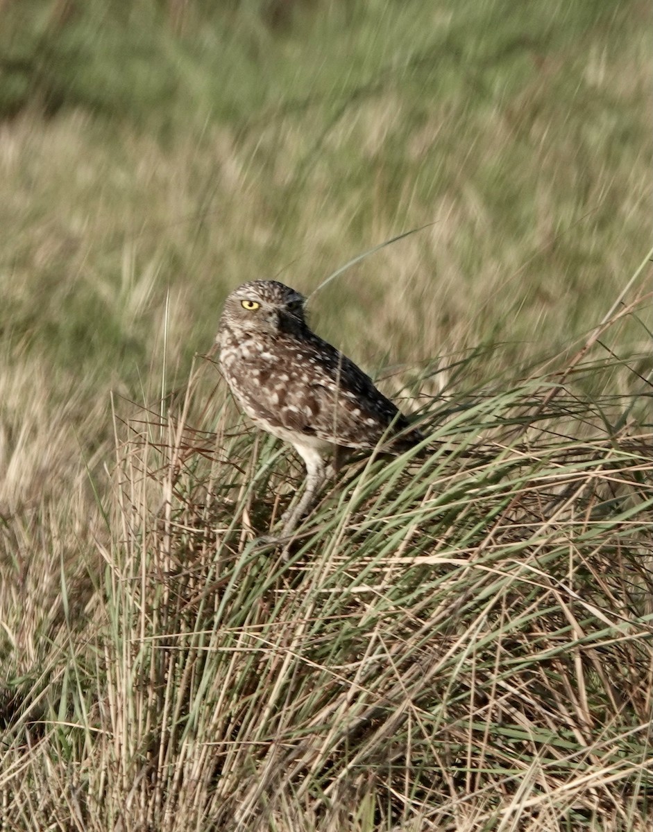 Burrowing Owl - Howie Nielsen