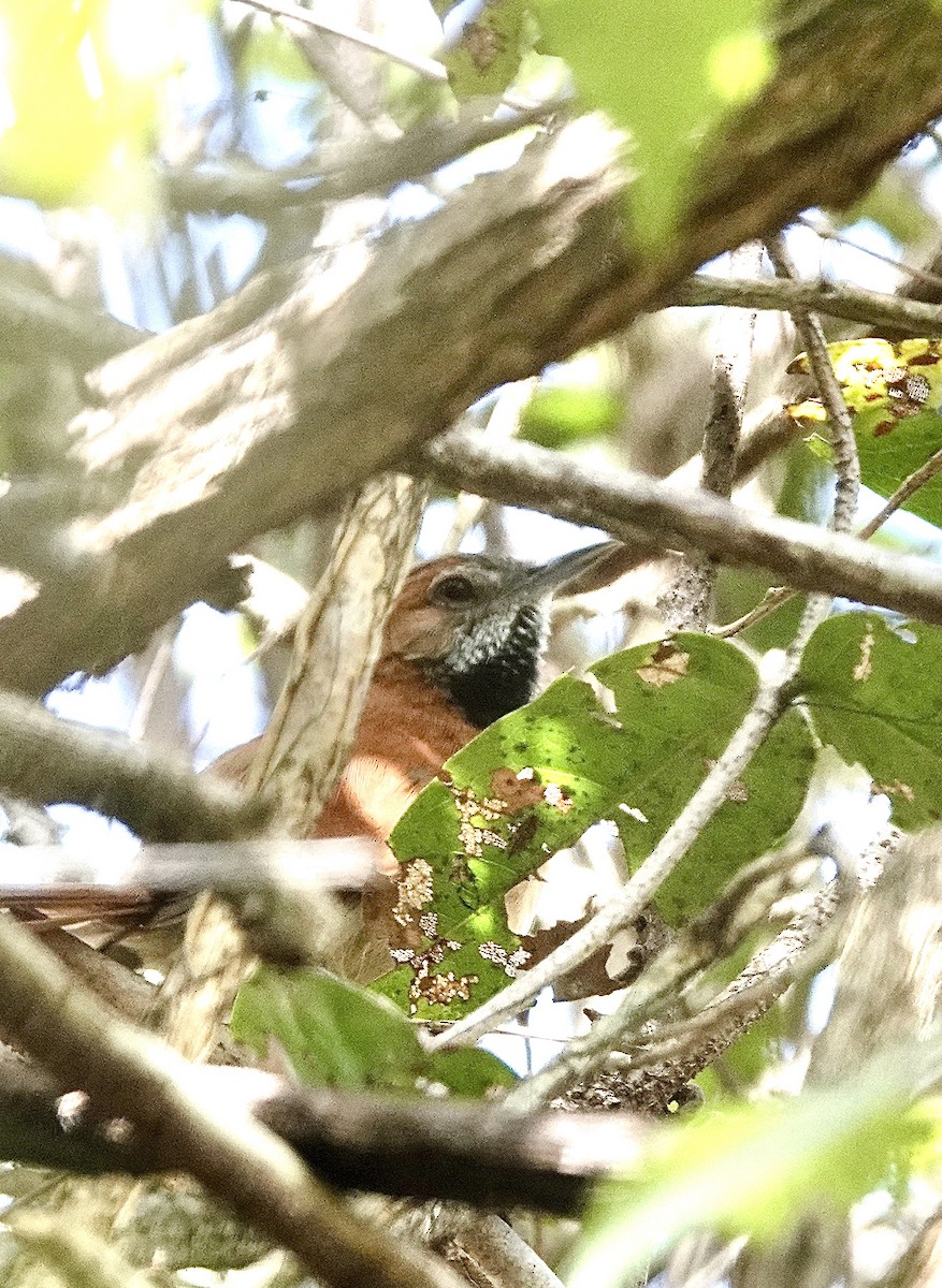 Hoary-throated Spinetail - ML553128601