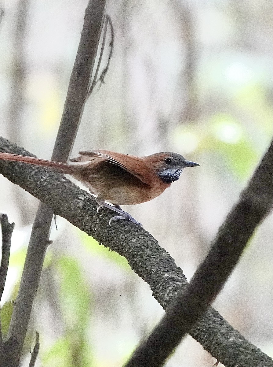 Hoary-throated Spinetail - ML553128611