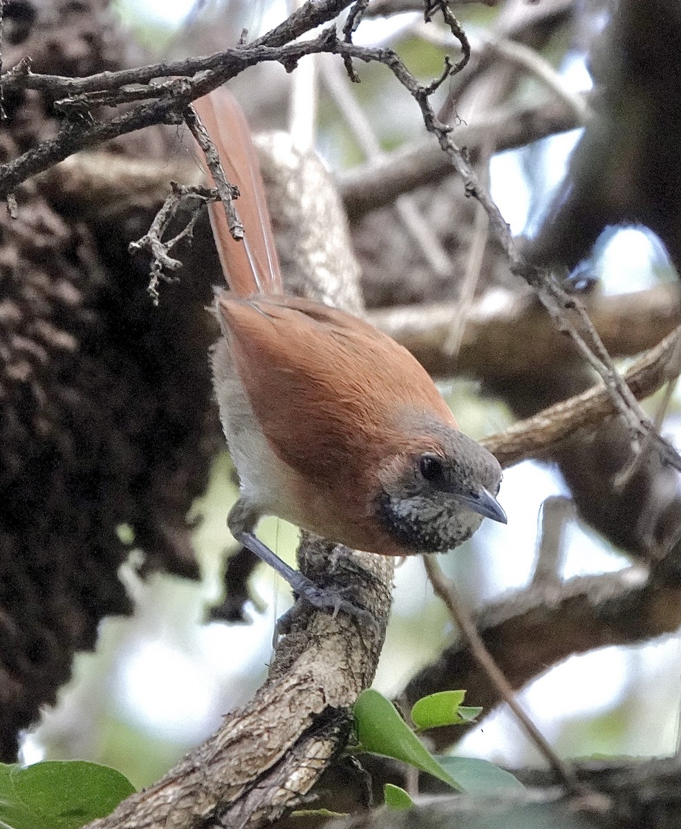 Hoary-throated Spinetail - ML553128621