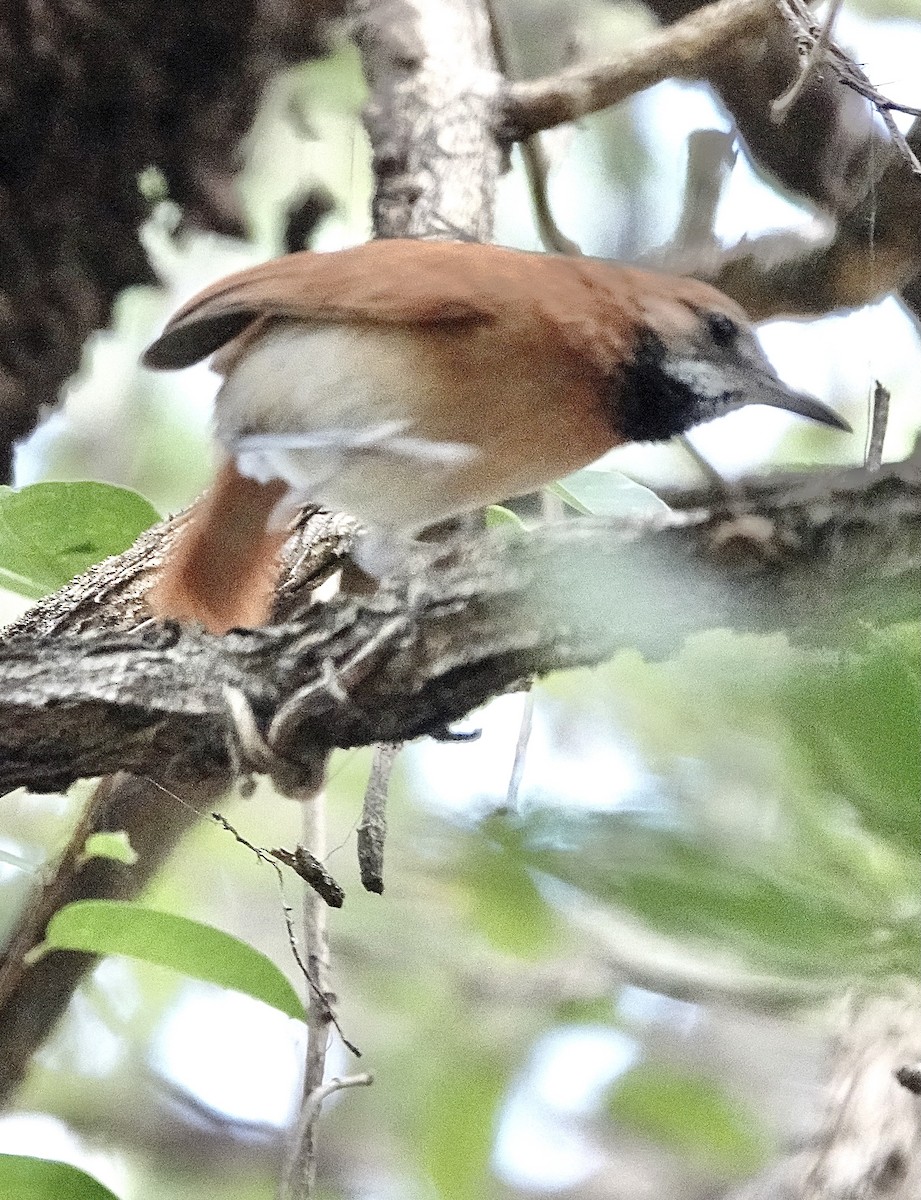 Hoary-throated Spinetail - ML553128631