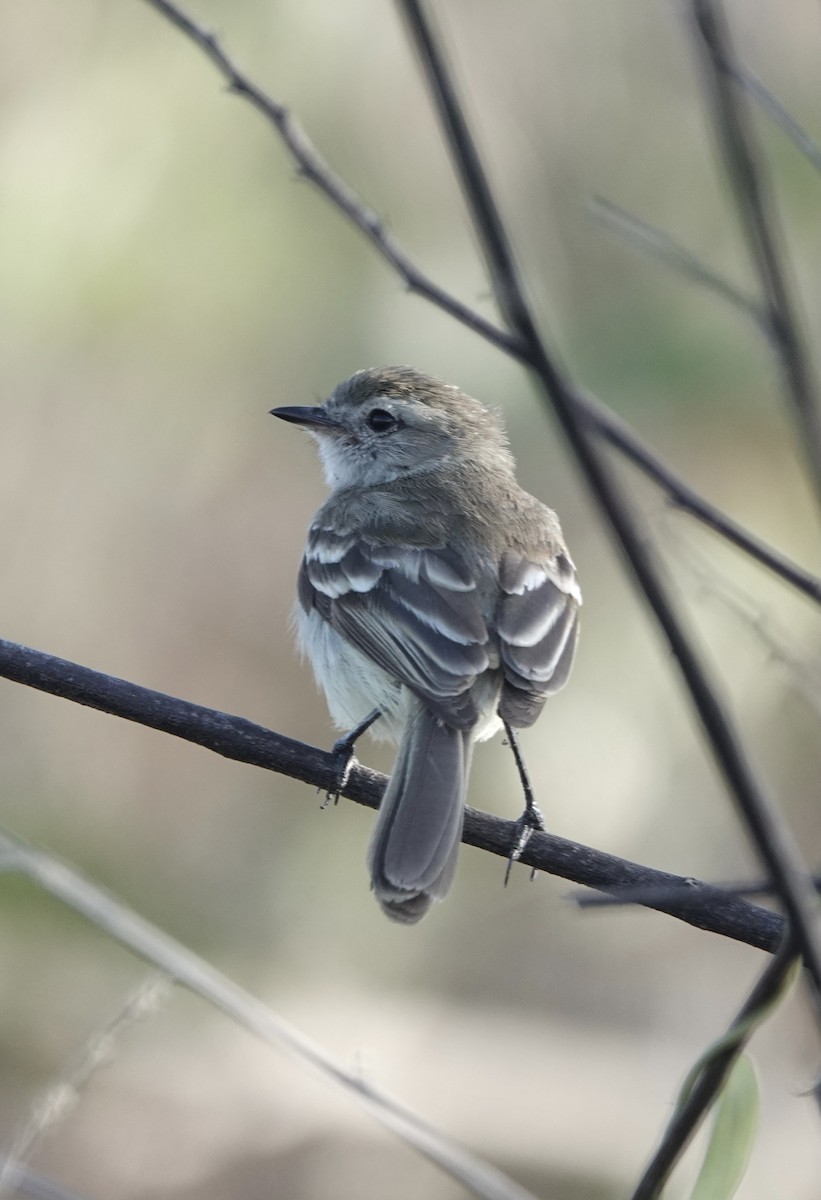 Northern Mouse-colored Tyrannulet - ML553128731