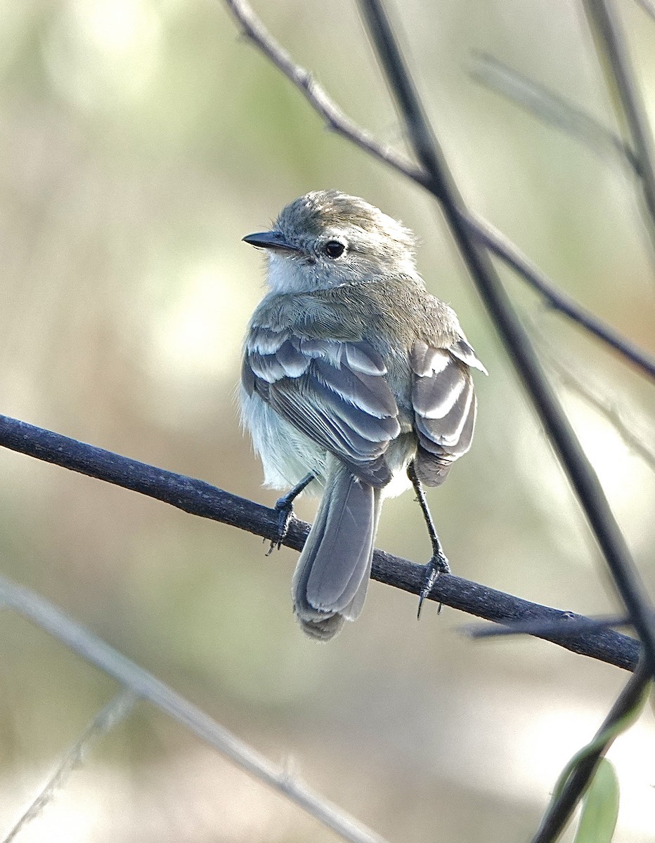 Northern Mouse-colored Tyrannulet - ML553128741