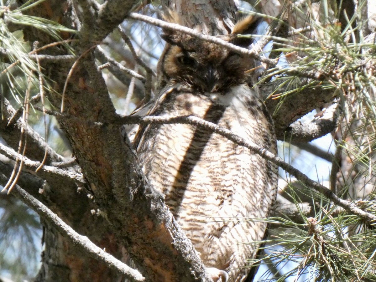 Great Horned Owl - ML553129411