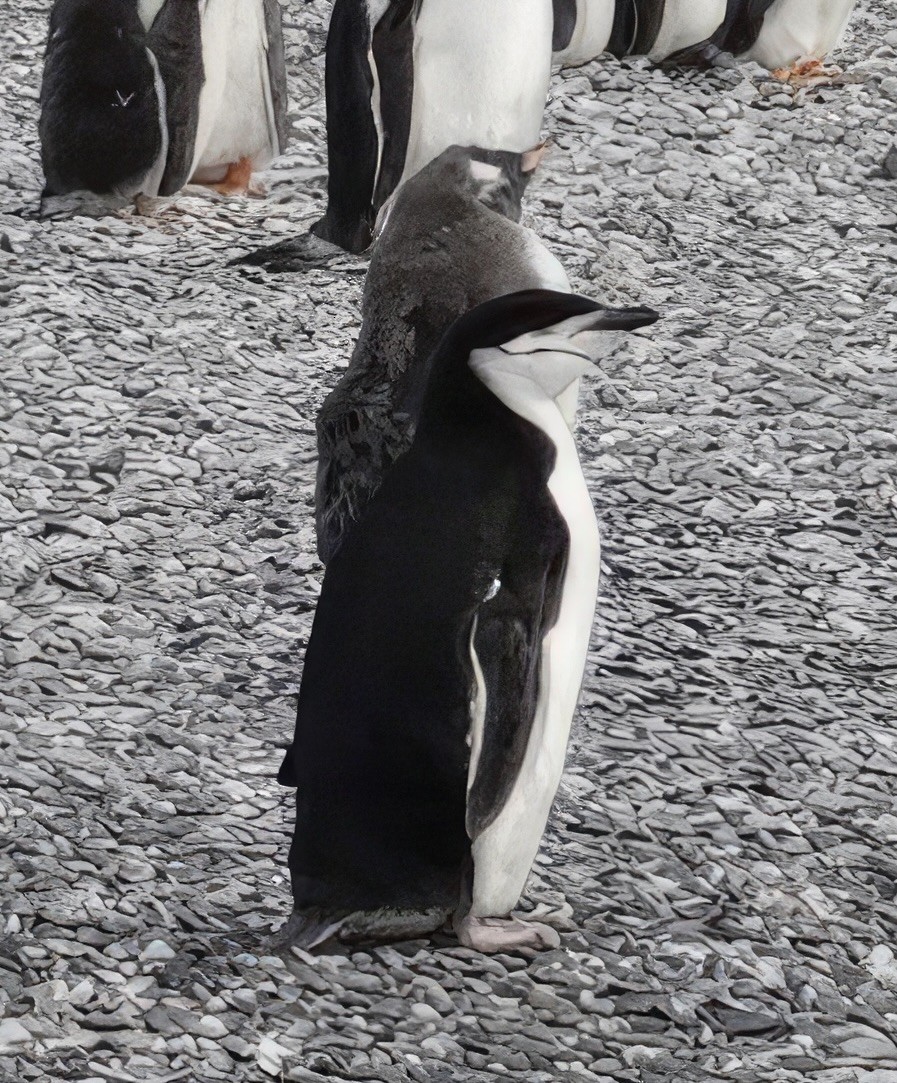 Антарктический пингвин - ML553129911