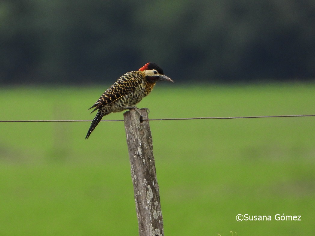 Green-barred Woodpecker - ML553130231