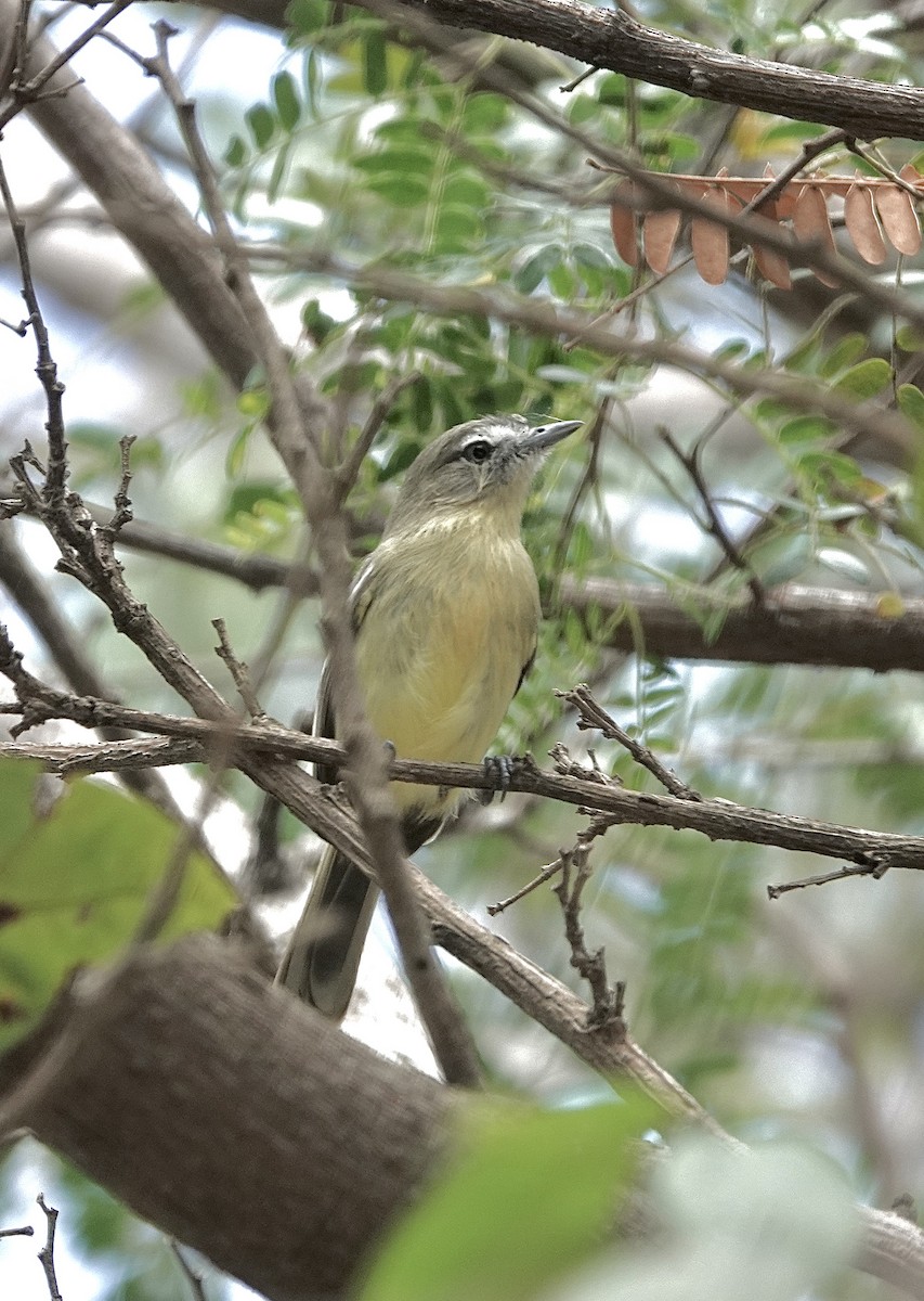 Pale-tipped Tyrannulet - ML553130861