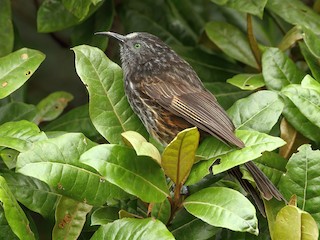  - Gray-streaked Honeyeater