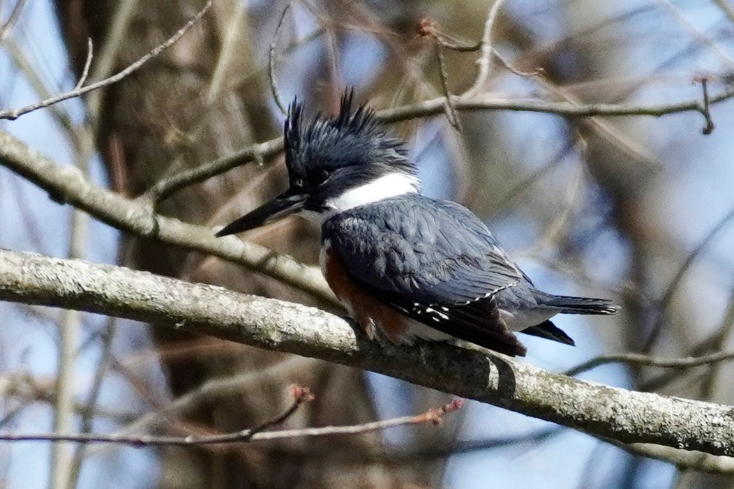 Belted Kingfisher - ML553133931