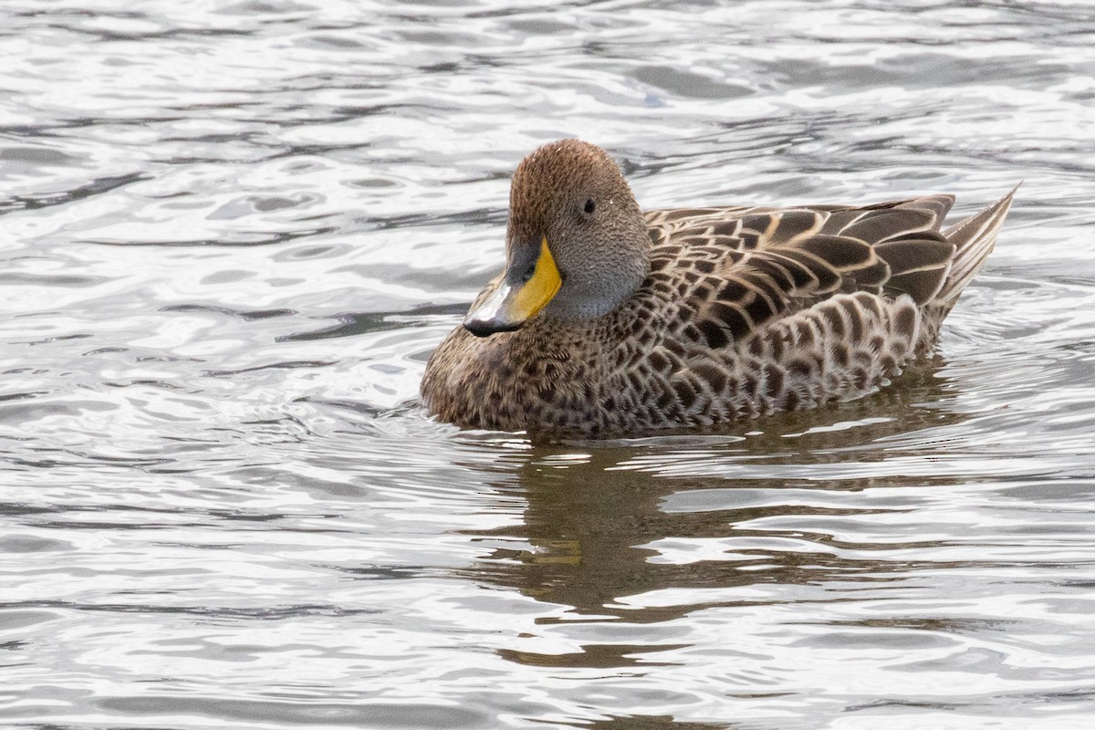 Yellow-billed Pintail - Sue Wright