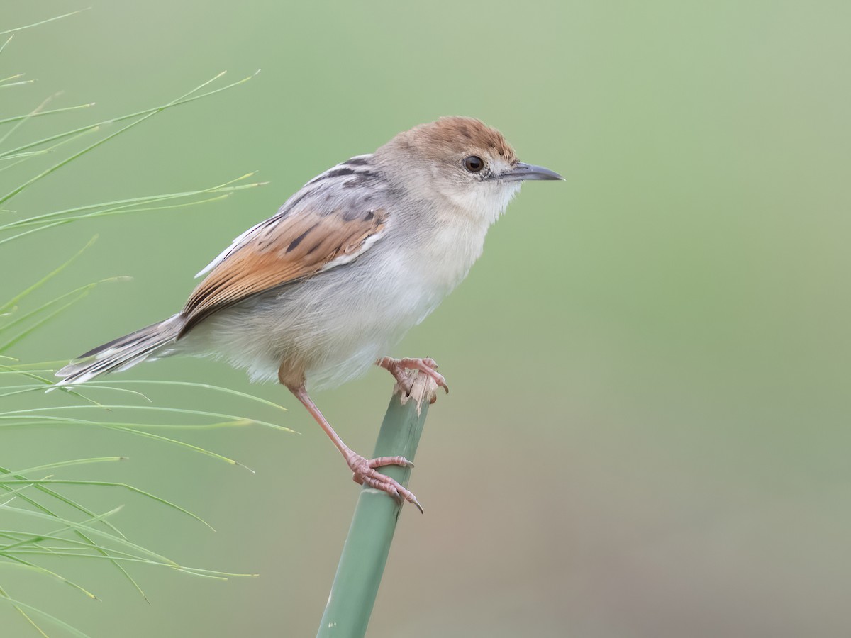 Chirping Cisticola - Cisticola pipiens - Birds of the World