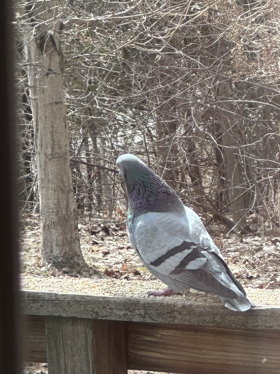 Rock Pigeon (Feral Pigeon) - ML553141261