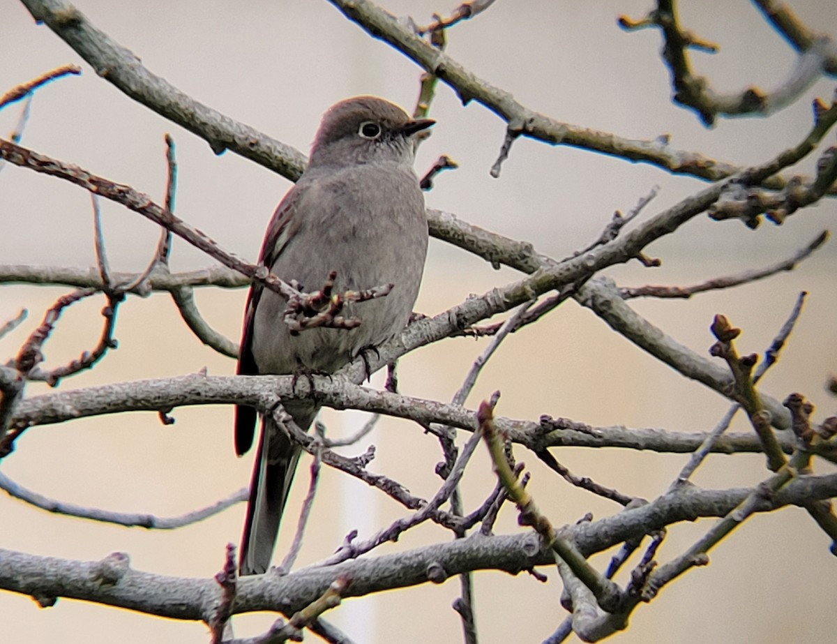 Townsend's Solitaire - ML553141941