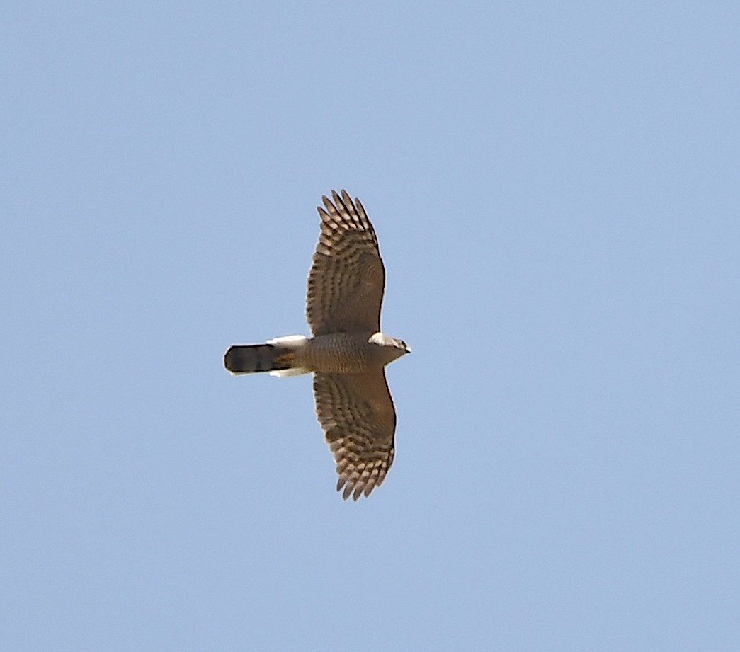 Eurasian Sparrowhawk - ML553142011