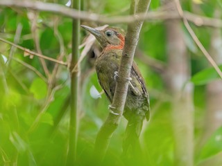  - Red-collared Woodpecker