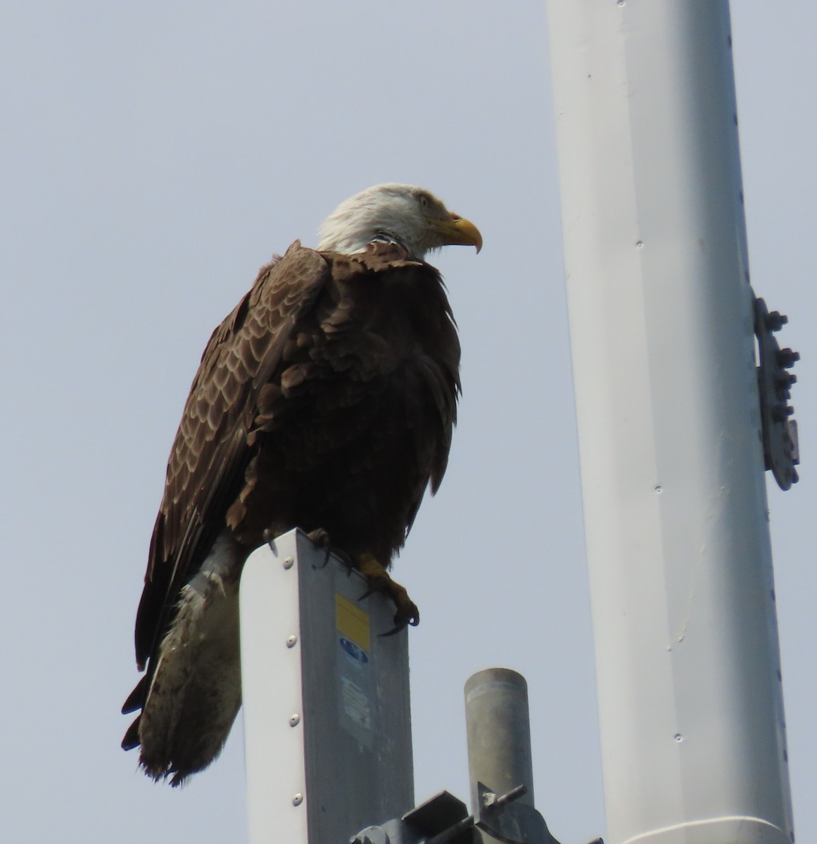 eBird Checklist 1 Apr 2023 North Jupiter Flatwoods Natural Area