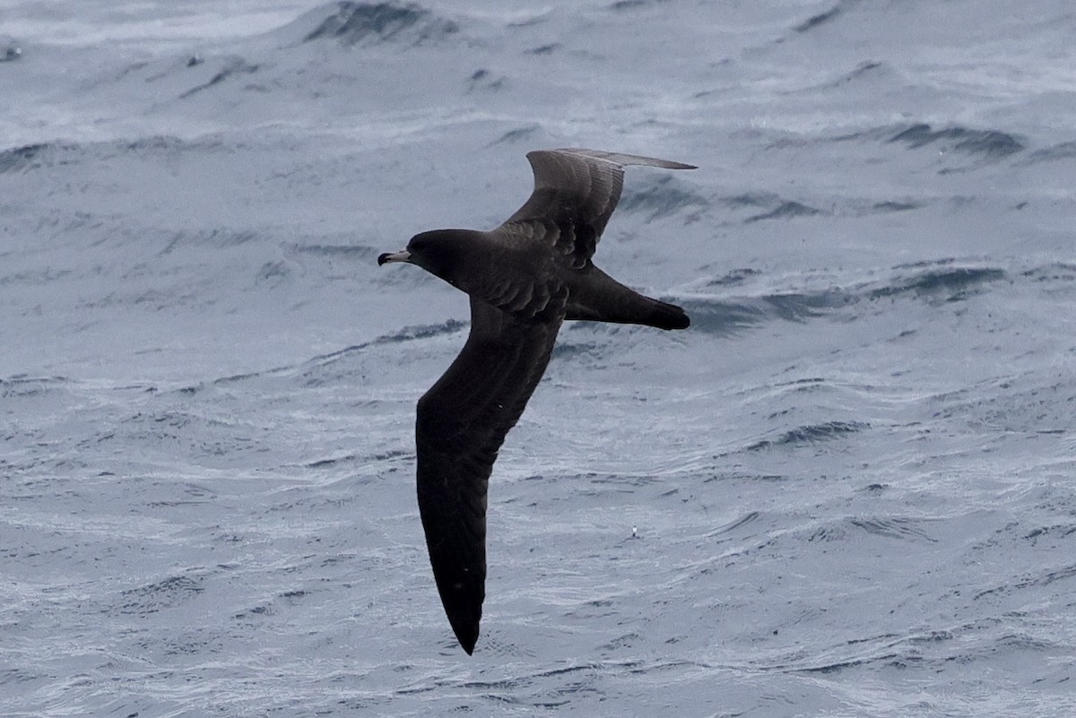 Flesh-footed Shearwater - Mike Sylvia