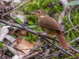  - Chiriqui Foliage-gleaner