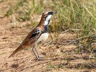  - Nullarbor Quail-thrush