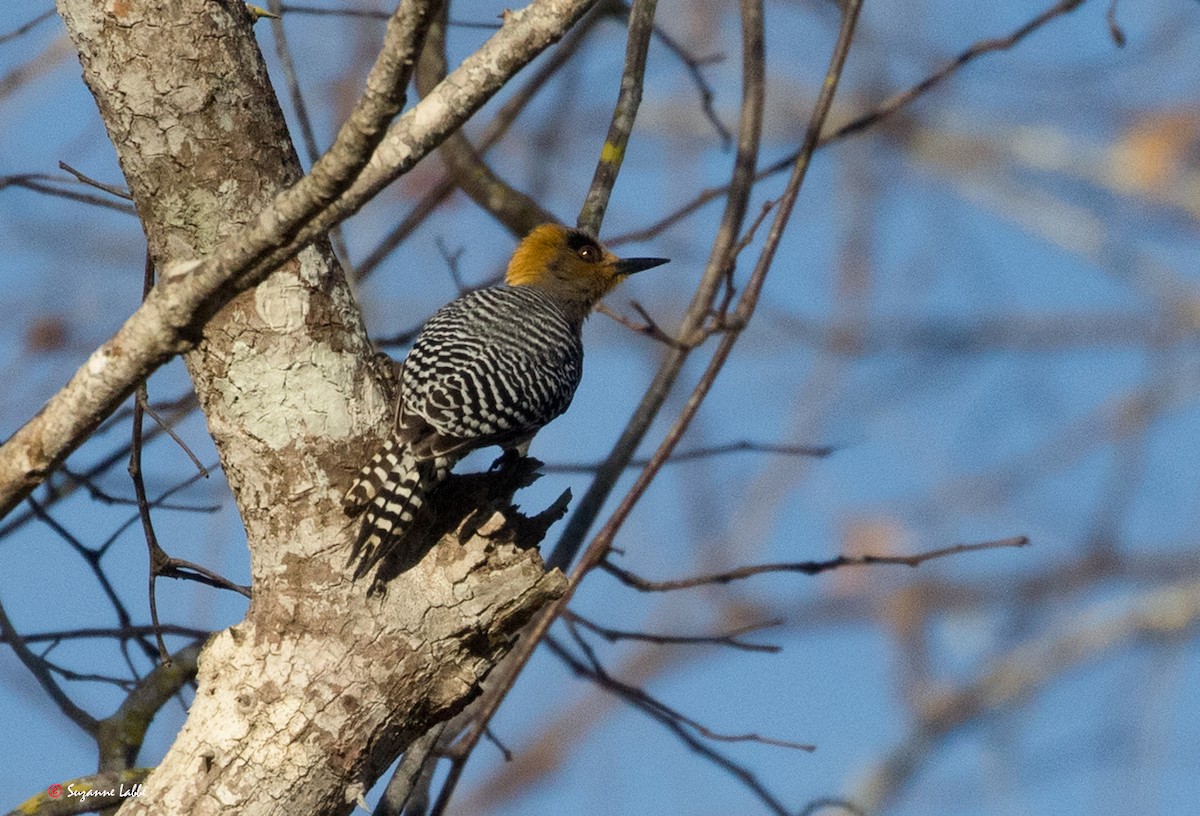 Golden-cheeked Woodpecker - Suzanne Labbé