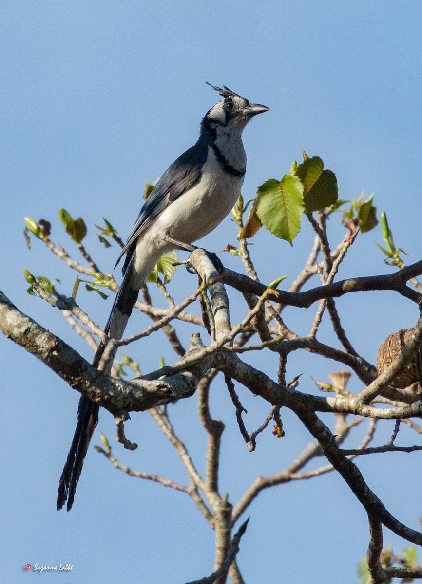 Black-throated Magpie-Jay - Suzanne Labbé