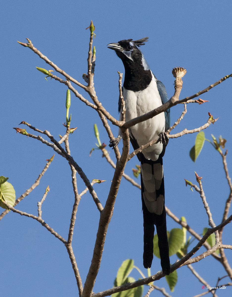 Black-throated Magpie-Jay - ML55316201
