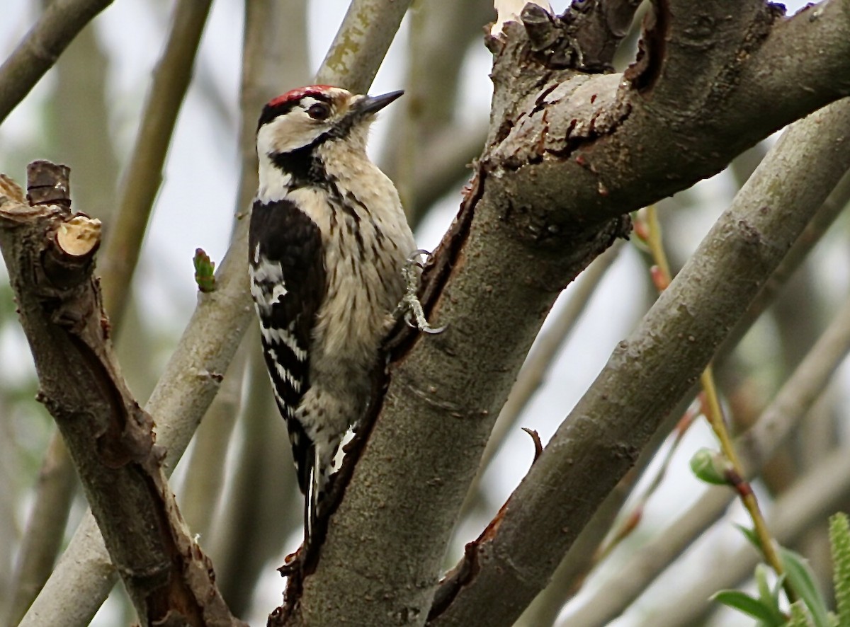 Lesser Spotted Woodpecker - ML553164451