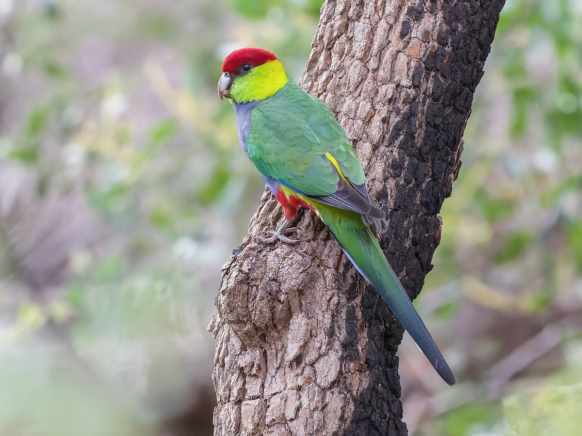 Red cap deals parrot