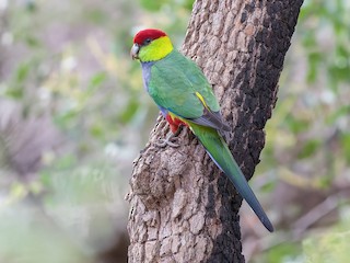 Red-capped Parrot - Purpureicephalus spurius - Birds of the World