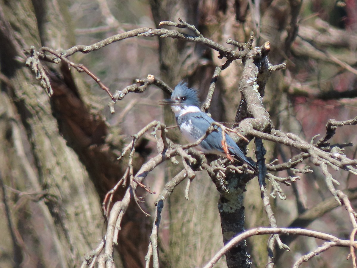 Belted Kingfisher - ML553165191