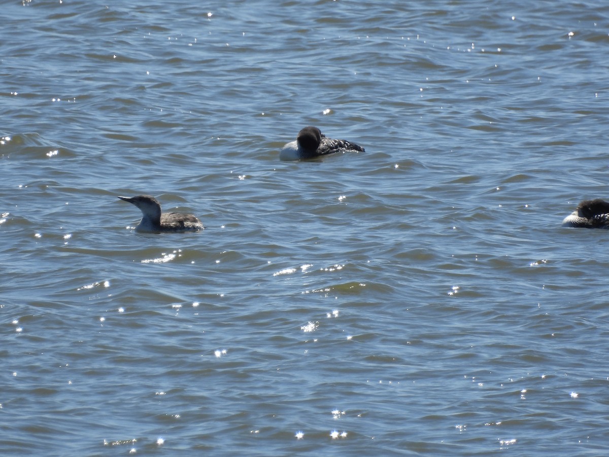 Red-throated Loon - ML553165631