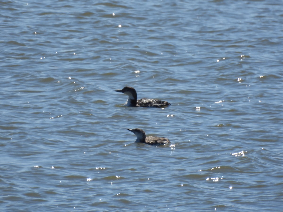 Red-throated Loon - ML553165641