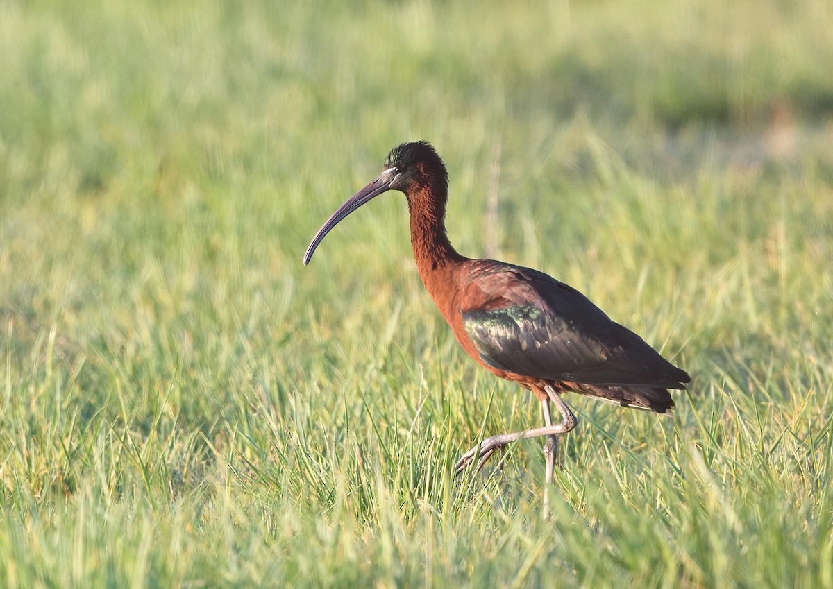 ibis hnědý - ML553167231