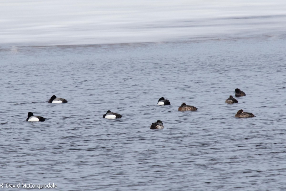 Greater Scaup - ML553170031