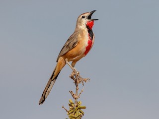  - Rosy-patched Bushshrike