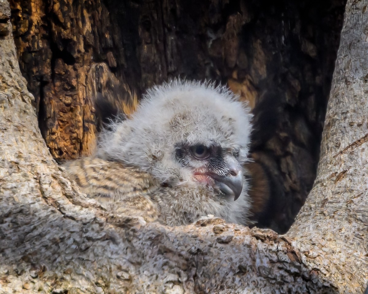 Great Horned Owl - ML553171611