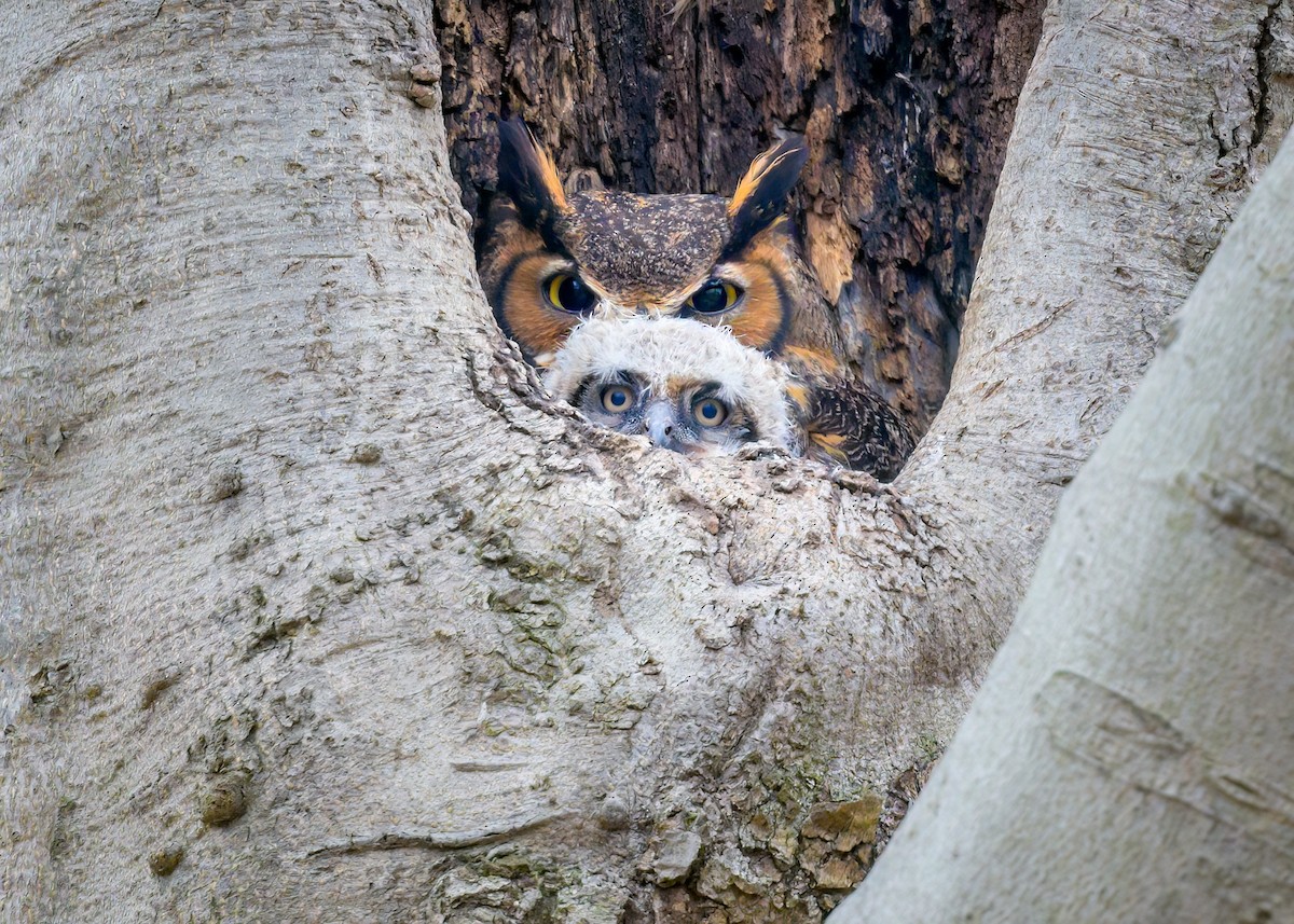 Great Horned Owl - ML553172871