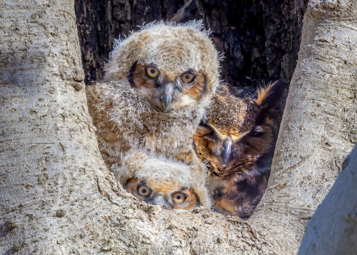 Great Horned Owl - ML553173791