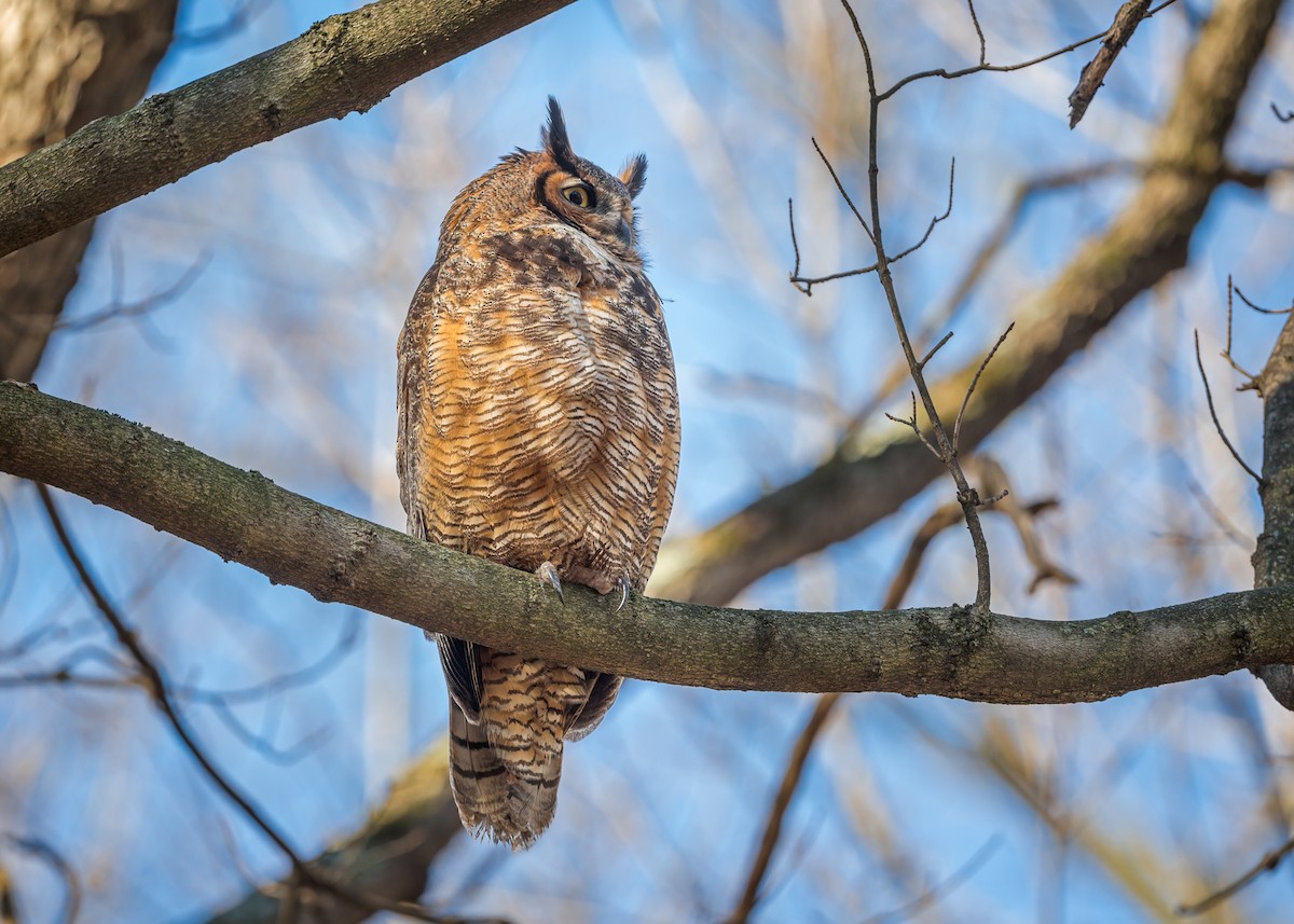 Great Horned Owl - ML553175281