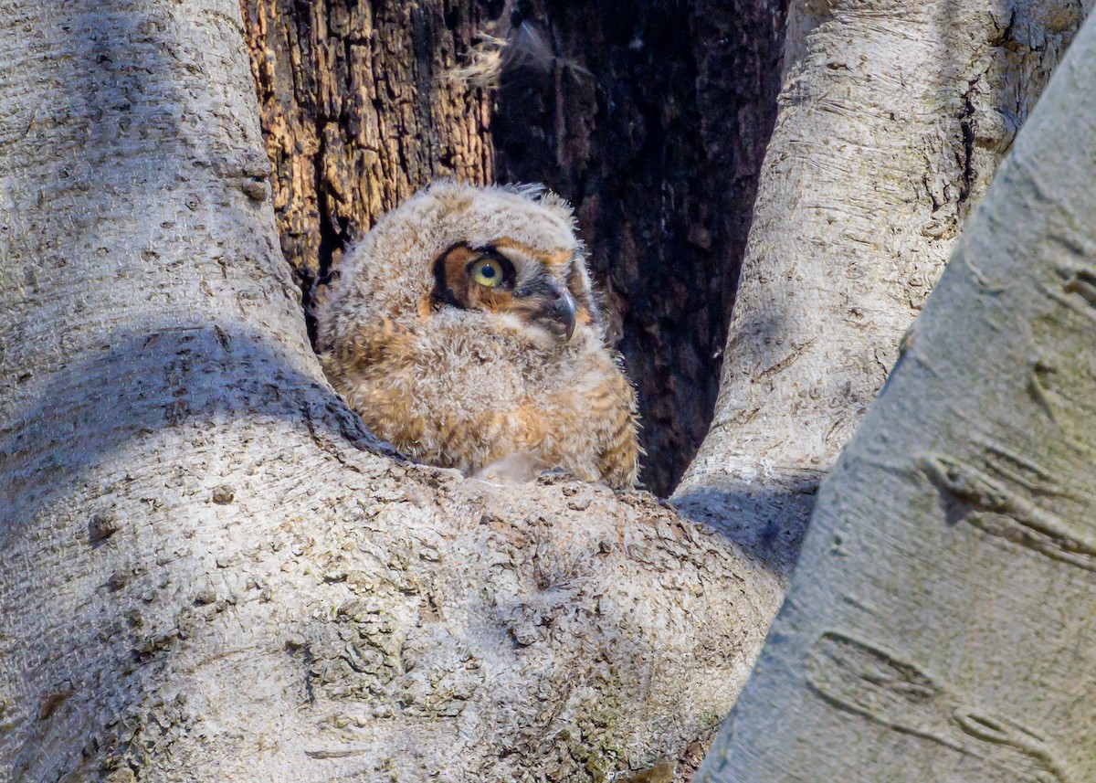 Great Horned Owl - ML553175291