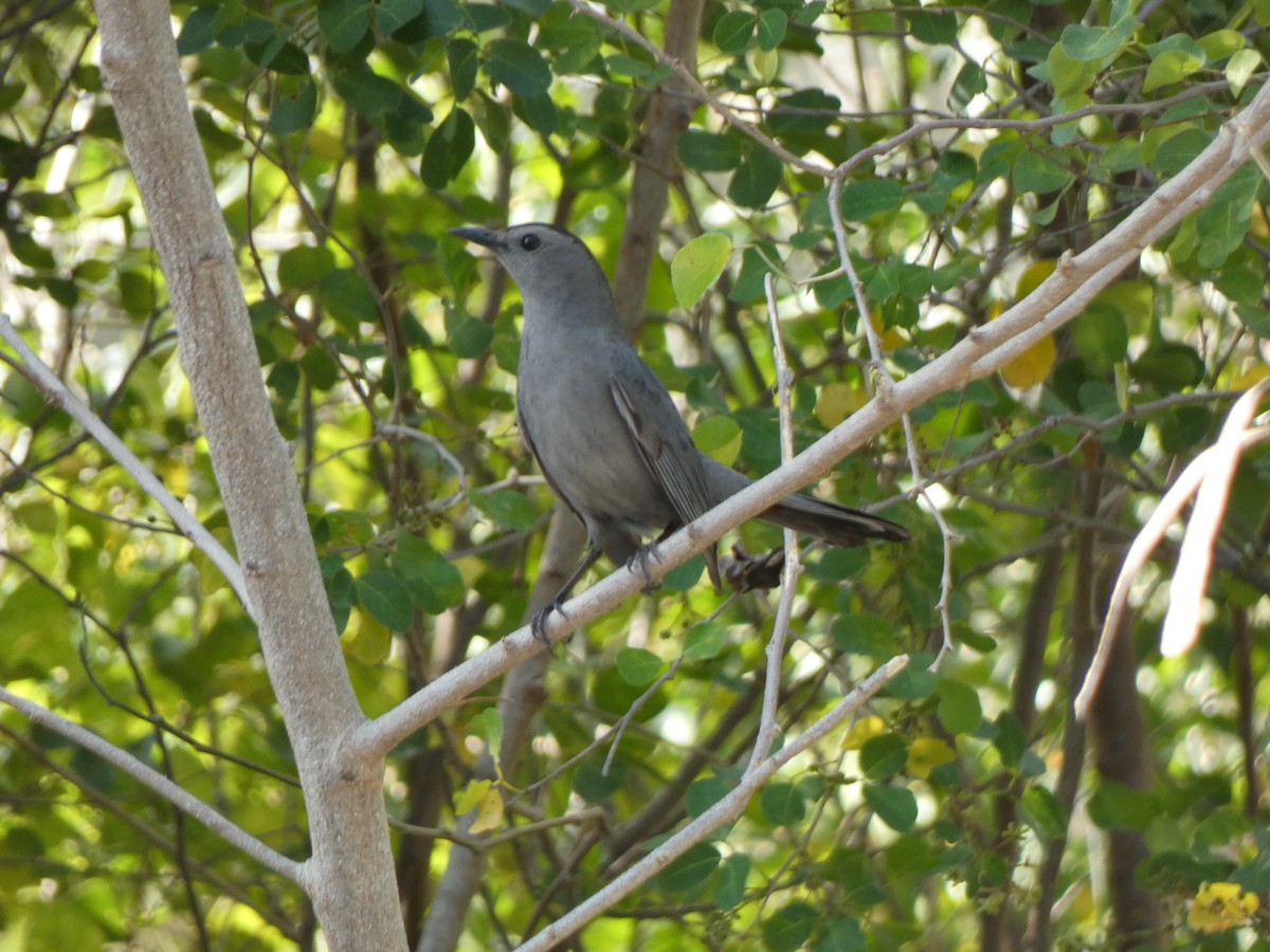 Gray Catbird - Tarra Lindo